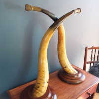 Victorian Mounted Highland Bull Horns 