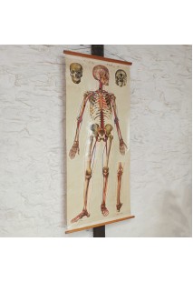 ANATOMICAL CANVAS ILLUSTRATED BY J.TECH