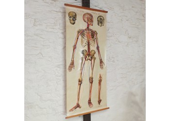 Anatomical Canvas illustrated by J.Tech