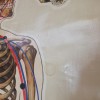 Anatomical Canvas illustrated by J.Tech